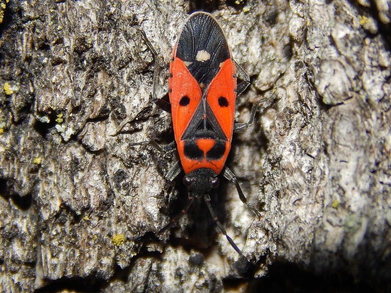 Serie di Lygaidae del Parco del Ticino
